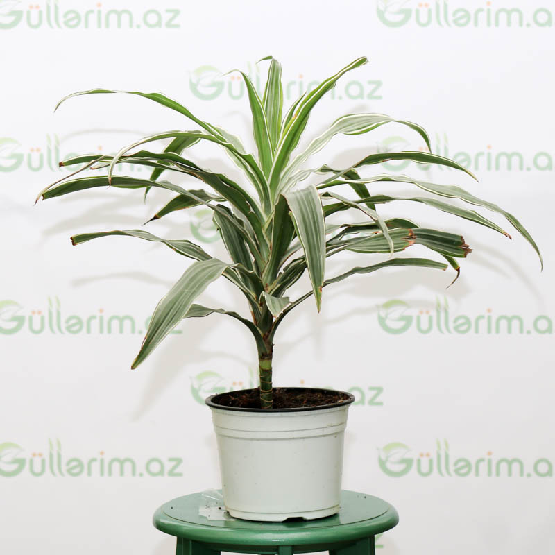Dracaena Warneckei