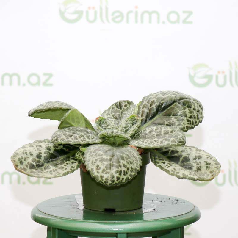 Streptocarpus Pretty (Turtle)
