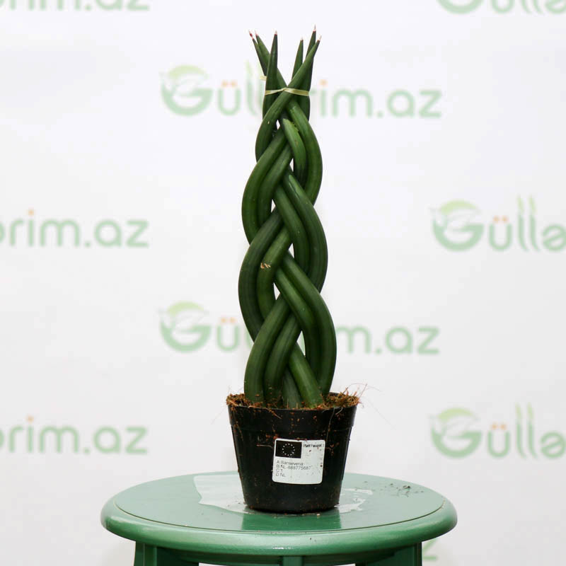 Sansevieria Cylindrica Braid