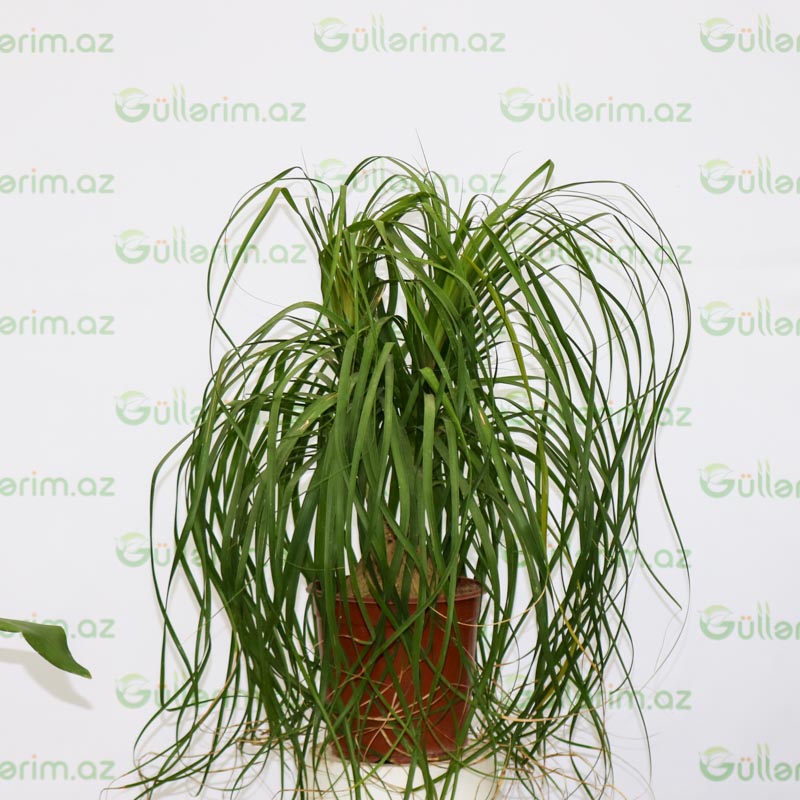 Ponytail Palm ( Linda)