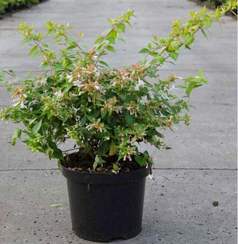 Abelia Grandiflora Francis Mason