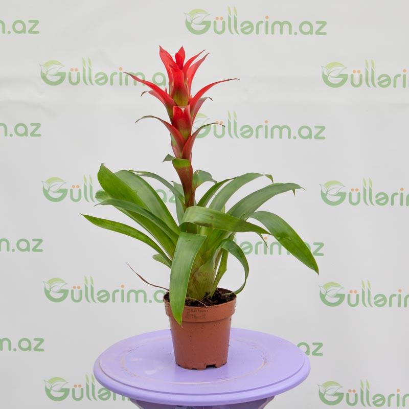 Quzmaniya (Guzmania)