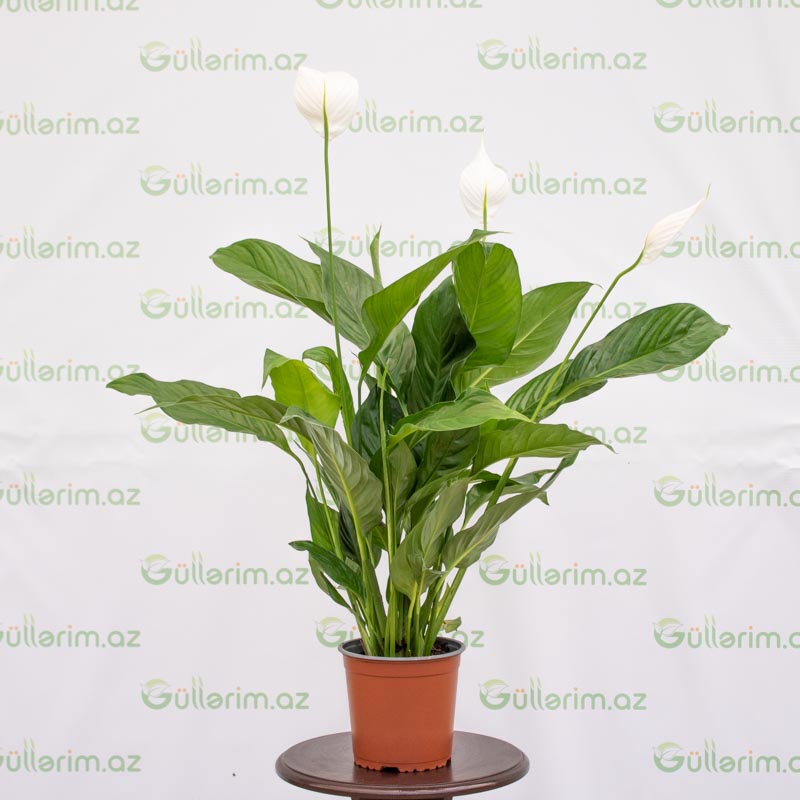 Spatifilium (Qadın xoşbəxtliyi gülü)