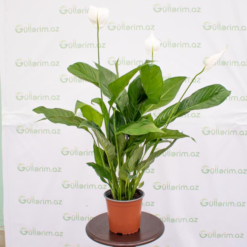 Spatifilium (Qadın xoşbəxtliyi gülü)