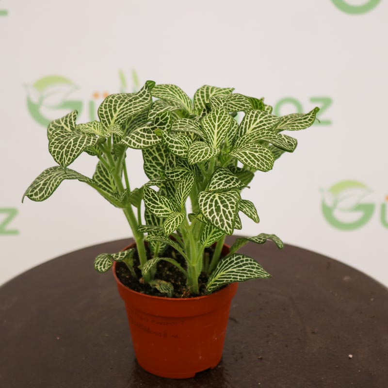 Peperomia (qırışlı) - Peperomiya - Paperomiya