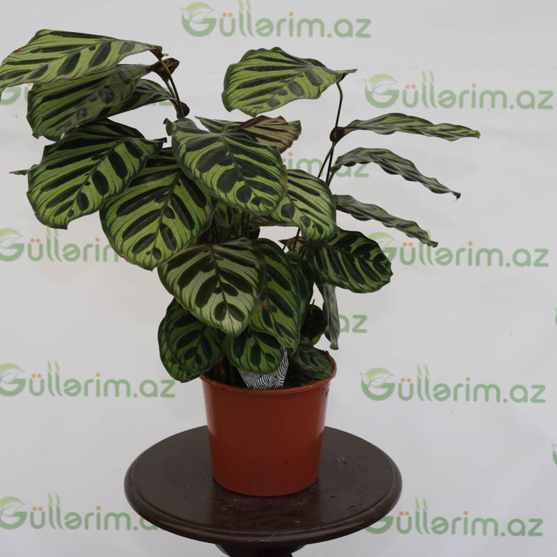 Kalateya, kalatea, calathea