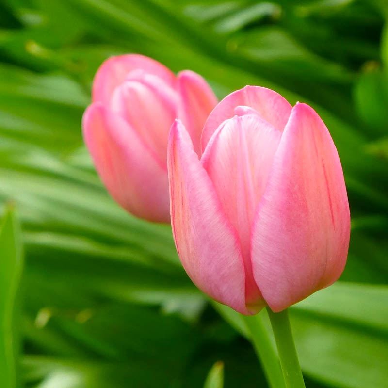 Tulpan - tülpan (sogan)