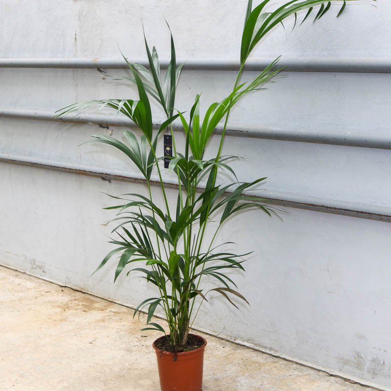 Palma Xovea ( Palma Oreyka, xoveya)