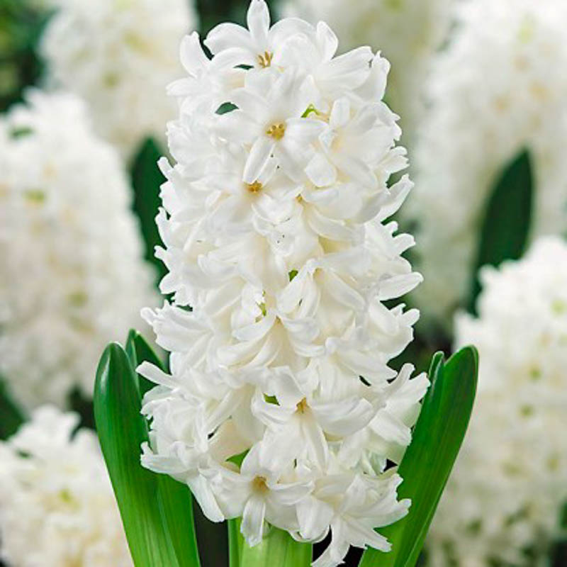 Qiacint -Giacit (ag peri soganı)