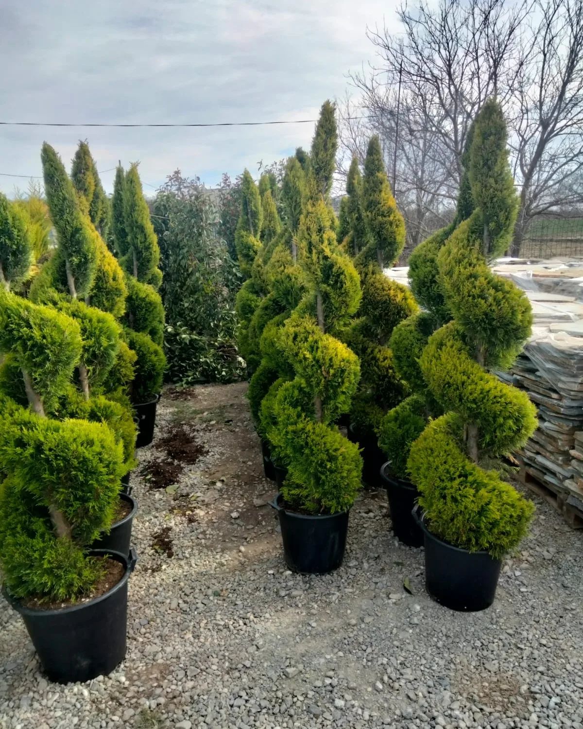 Limonlu kiparis spiral