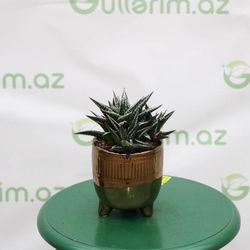 Aloe xovartiya  bitkisi